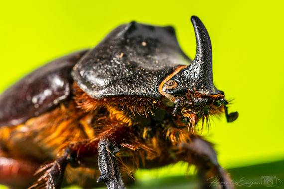 Florentinoeugenio en Hamelin: Fauna  (Coslada), #escarabajorinoceronte 