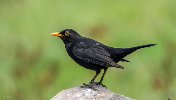 Naia Ruiz en Hamelin: Fauna  (Cabezón de la Sal), Turdus merula Linnaeus, 1758, Mirlo común 
#aves21 #mirlo #aves 