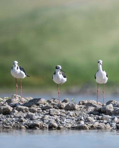 Marcos en Hamelin: Fauna  (Villa del Dique), Himantopus mexicanus knudseni Stejneger, 1887, #teroreal #himantopus #tres #laguna #cordoba #villadeldique #bu...