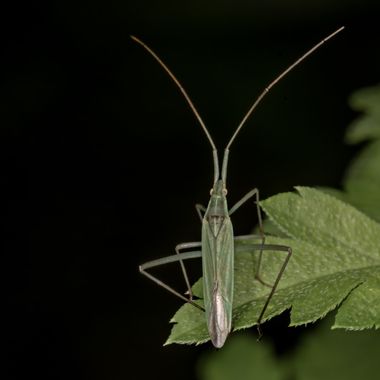 Ignicapillus en Hamelin: Fauna  (Pla de l'Estany), Primeros de junio 2023; una salida macrera al entorno del lago de Banyoles (Girona) resultó generosa en ...