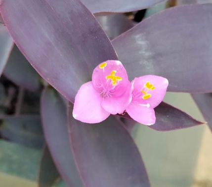 Solerantonio2 en Hamelin: Flora  (Almería), Tradescantia pallida, Planta