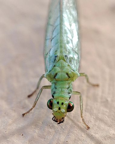 Phototero  en Hamelin: Fauna  (Chiclana de la Frontera), #portrait #phonature #photografic #insectos #fauna #fauna20 #fauna2020 #animal #verde #photo #natu...
