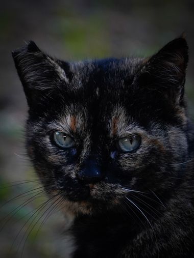 Kikojimenez1977 en Hamelin: Fauna, #gato 