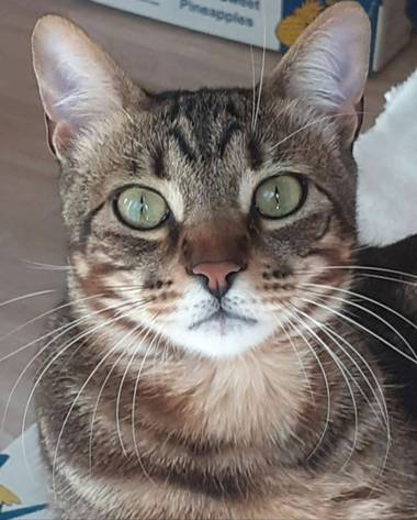 Mila Machuca en Hamelin: Fauna, #Gato #Cat