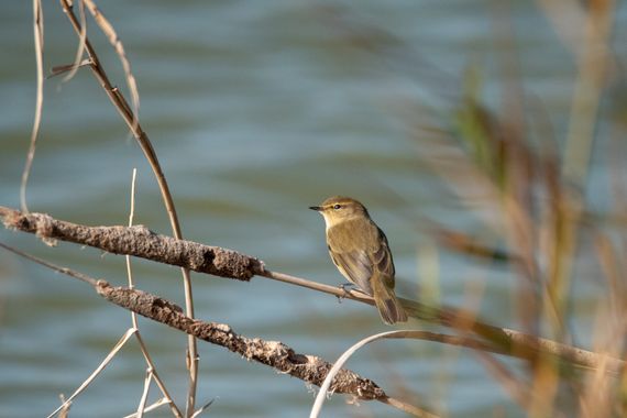 Hugofmartinez en Hamelin: Fauna, Phylloscopus collybita (Vieillot, 1817), #aves #avesdeespaña #deltadelllobregat 