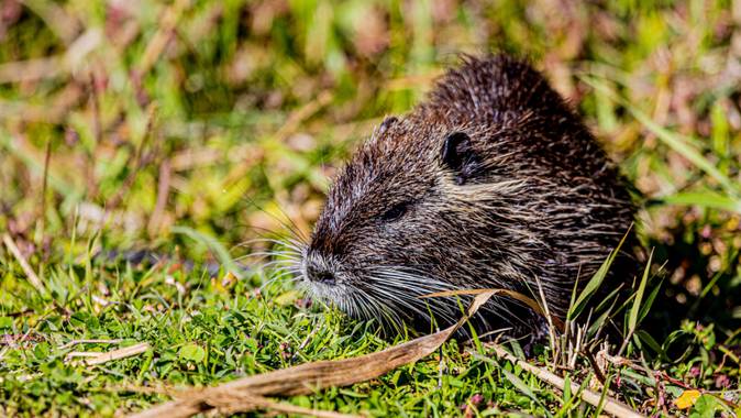 Robertosallen en Hamelin: Fauna 