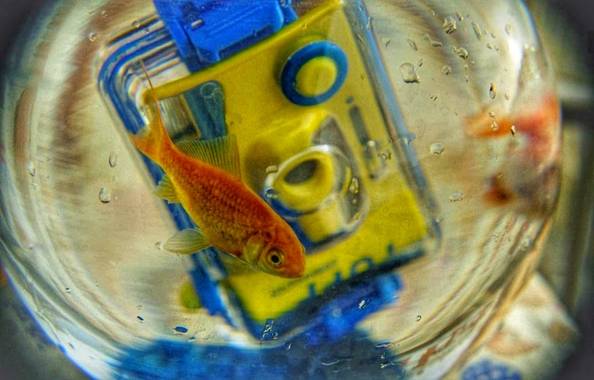 Manelsersol en Hamelin: Fauna  (Olot), #Naturaleza #peces #pecesdecolores #Fauna #Portrait #Retrato 