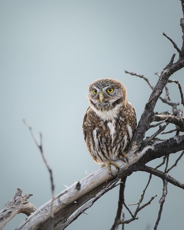 Juliaavilesm en Hamelin: Fauna  (Santiago), Glaucidium nanum (P.P.King, 1827), Pequeño búho 
 #aves #bird #birdlovers #birdsphotography #nikon_photographer...