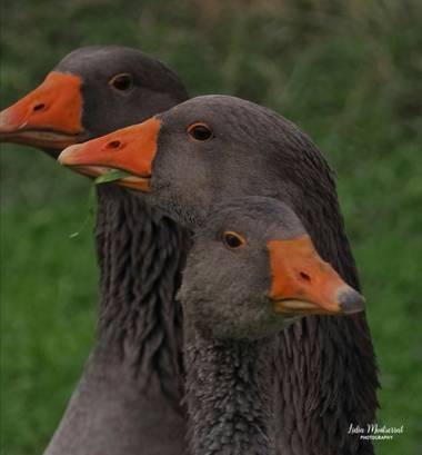 Lidia en Hamelin: Fauna  (Zaragoza), Anser anser (Linnaeus, 1758), #aves21 