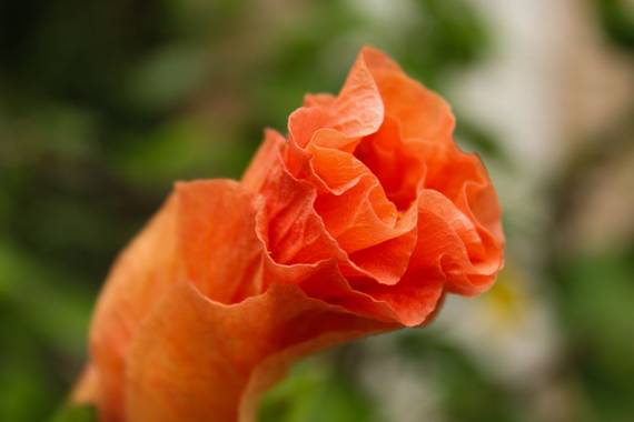 cruzyus en Hamelin: Flora  (Córdoba), #flora21 