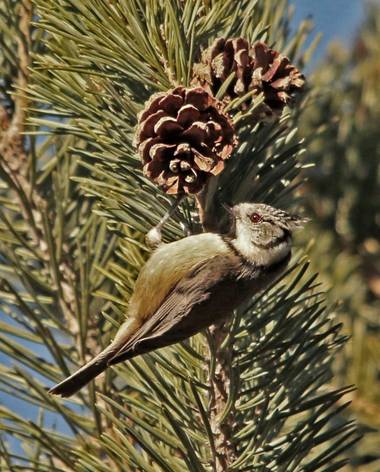 reyesbaciero en Hamelin: Fauna  (Ávila), Lophophanes cristatus (Linnaeus, 1758), #Aves21