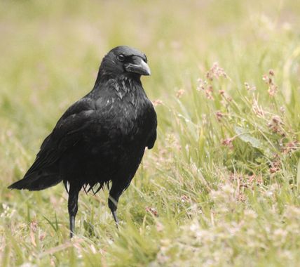 Eritz.cortazar en Hamelin: Fauna  (Bilbao), Dentro de los córvidos, muy similar al cuervo pero más pequeña está la corneja (Corvus corone Linnaeus, 1758)
....