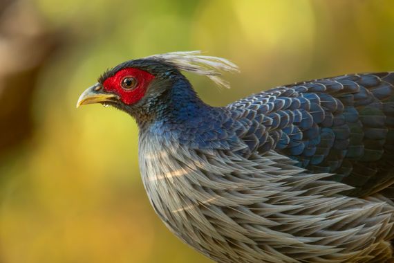 Ignicapillus en Hamelin: Fauna  (Sattal), Lophura leucomelanos hamiltonii (J.E.Gray, 1829), Faisán kalij

En general, este es el faisán más común en los Hi...