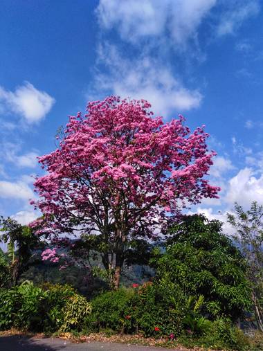 Alejandro Alarcón  en Hamelin: Flora  (Riosucio), Handroanthus impetiginosus