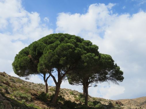 Solerantonio2 en Hamelin: Paisaje  (Almería), Coinsidencias visuales