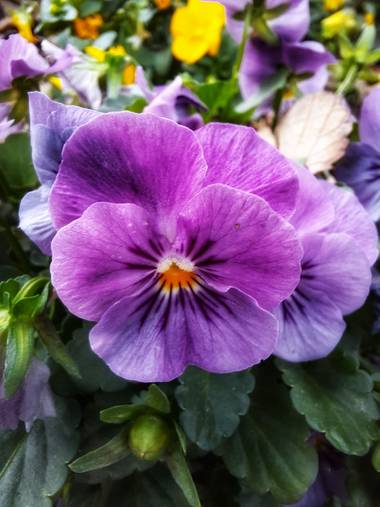 Naomi en Hamelin: Flora  (Barcelona), #flor 💜