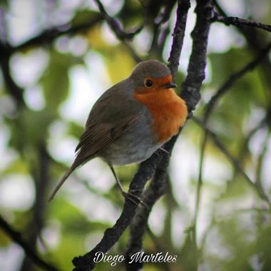 Diego en Hamelin: Fauna  (Zaragoza), Erithacus rubecula (Linnaeus, 1758), #petirrojoeuropeo #erithacusrubecula #aves #canon #zaragoza 