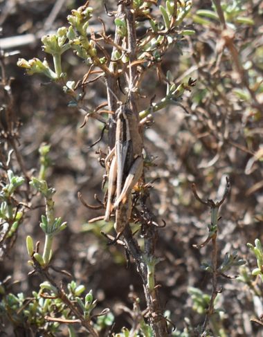Solerantonio2 en Hamelin: Fauna  (Rioja), Insecto