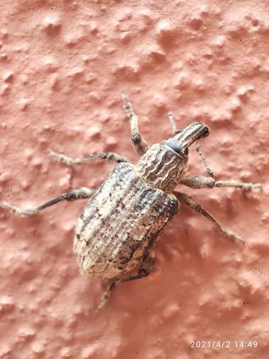 Juanjo1977 en Hamelin: Fauna, #granadaturismo #España #Spain #macrophotografy #fotografiamacro #macrofotografia 
