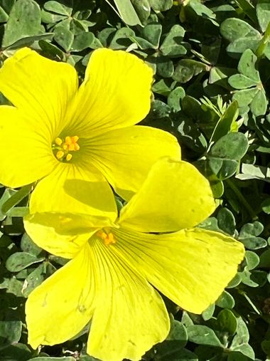 Eudimer20 en Hamelin: Flora, Oxalis pes-caprae, #flora 