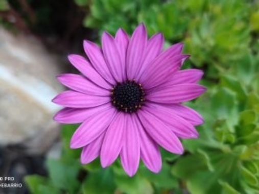 Naturalezadebarrio en Hamelin: Flora  (Miravet), Osteospermum ecklonis, Colores en el camino del Castillo templario de Miravet #naturalezadebarrio @natural...