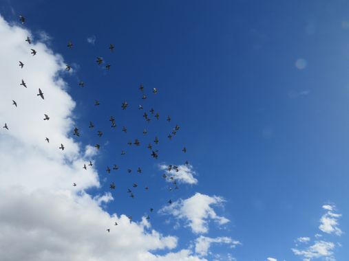 Solerantonio2 en Hamelin: Fauna  (Almería), Aves