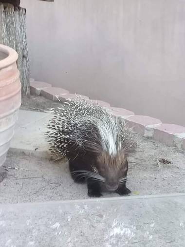 Alejillo01234 en Hamelin: Fauna 