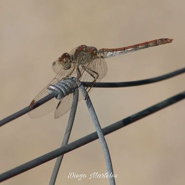 Diego en Hamelin: Fauna  (Vinaròs), #macro #libelula #canon 