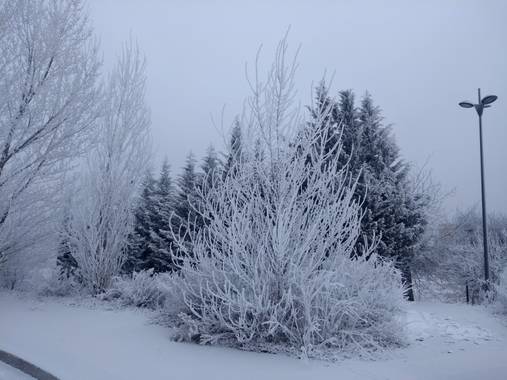Magaly Paredes Alcalá en Hamelin: Paisaje  (Valladolid), Hoy 14 ha caído una bella Cencellada sobre Valladolid.
#valladolid #cencellada  #invierno20 #invie...