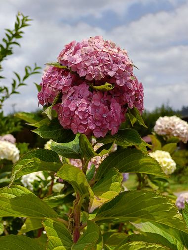 Beth.stalhuth en Hamelin: Flora  (Sogamoso), Hermoso Bouquet #flora #bouquet #sogamoso #boyaca #colombia 