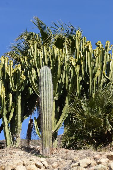 Solerantonio2 en Hamelin: Flora  (Níjar), Cactus