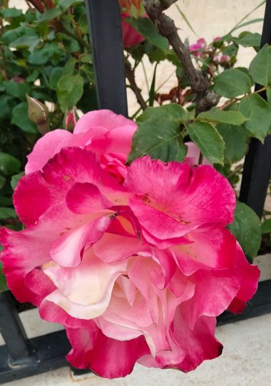 Solerantonio2 en Hamelin: Flora  (Turrillas), Rosas de jardin