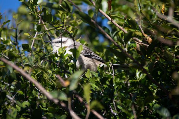 Doro en Hamelin: Fauna, Mimus saturninus (Lichtenstein, 1823), Calandria, ave muy común y abundante en las zonas verdes de uruguay, imita el canto de much...