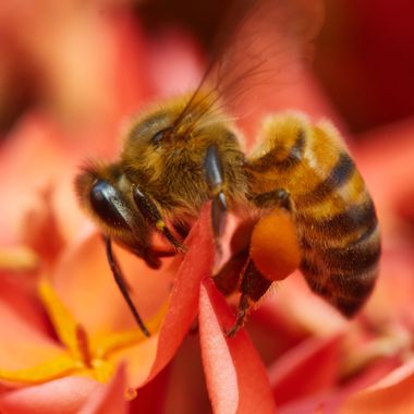 Aymbfotografia en Hamelin: Fauna, #macro #macro_captures_ #macrophotography #invertebrados 