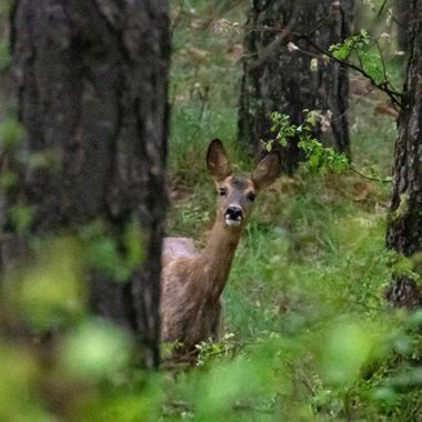 3pnoe6 en Hamelin: Fauna  (Sant Feliu de Codines), Capreolus capreolus (Linnaeus, 1758), #cabirol#naturaleza