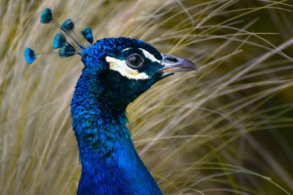 soni.mara en Hamelin: Fauna  (Ciudad de Buenos Aires), Pavo cristatus Linnaeus, 1758, #pavoreal #azul #argentinanatural