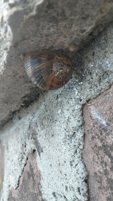 Solerantonio2 en Hamelin: Fauna  (Iruñerria / Comarca de Pamplona), Caracol