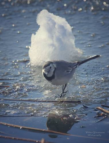 Yatoma66 en Hamelin: Fauna  (Madrid), Motacilla alba Linnaeus, 1758, Qué frío!!!