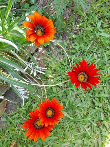 supra3179 en Hamelin: Flora  (Chajarí), Gazania linearis, #rojo #flora #jardin #argentina #entrerios 