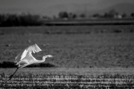 photonature_dicaba en Hamelin: Fauna  (Valencia), Ardea alba Linnaeus, 1758, #aves21 