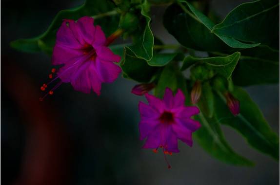 lycumart en Hamelin: Flora  (Playa), #florsilvestre #belleza #naturaleza 