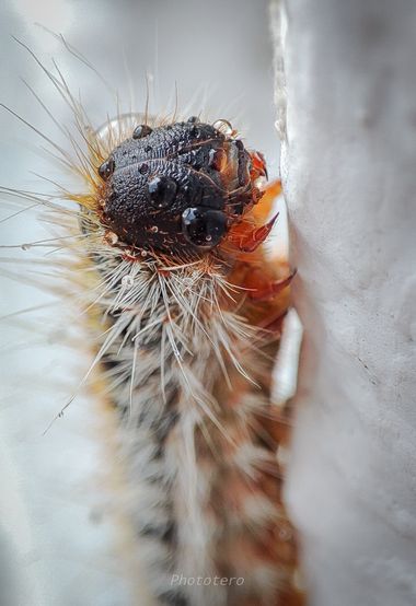 Phototero  en Hamelin: Fauna, #hamelin #insectos #photography #camara #macro #naturaleza #nature #naturelover #hamelim2023 #photographer #photos #day #oru...