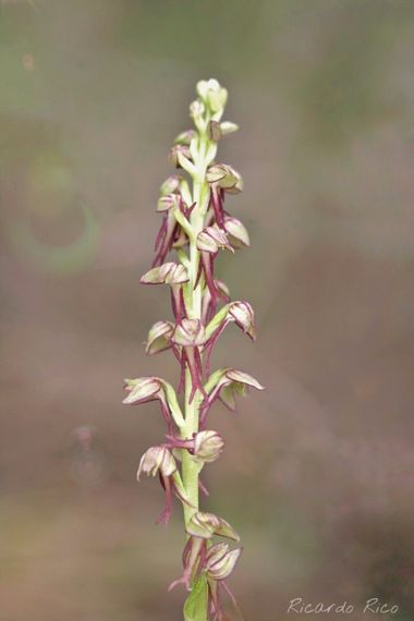 Rricoparrillas en Hamelin: Flora  (Viladecans), Orchis anthropophora
