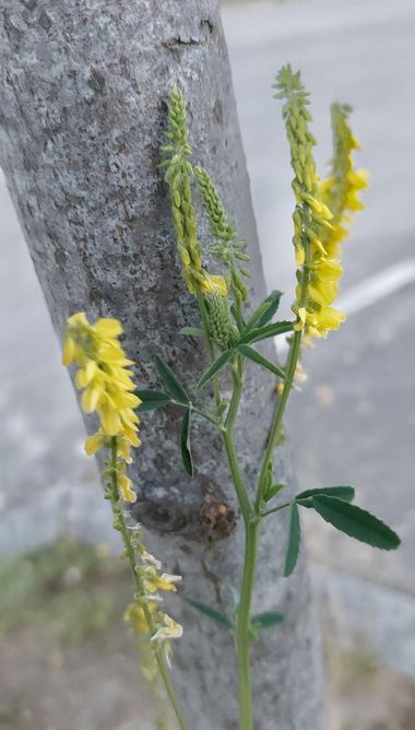 Mpinfante en Hamelin: Flora 