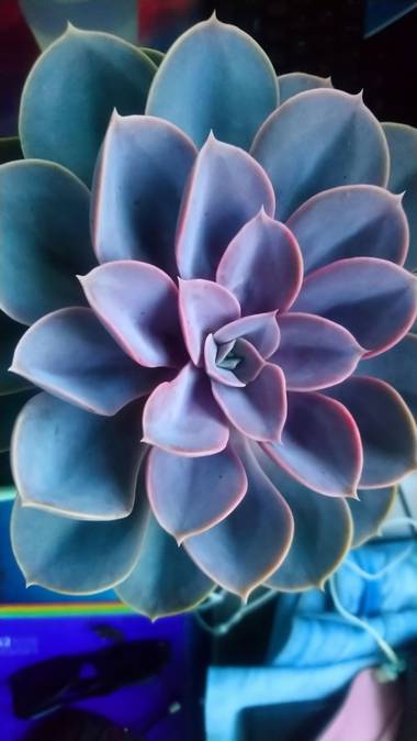 leonormariasalmeronlopez en Hamelin: Flora, Echeveria gibbiflora