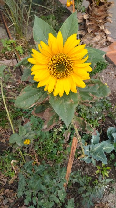 Solerantonio2 en Hamelin: Flora  (Almeria), Planta de girasol