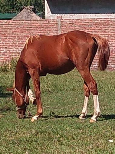 GrachuV. en Hamelin: Fauna, Hermosito