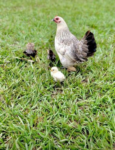 marigoz480 en Hamelin: Fauna  (Tame), #mamaehijos