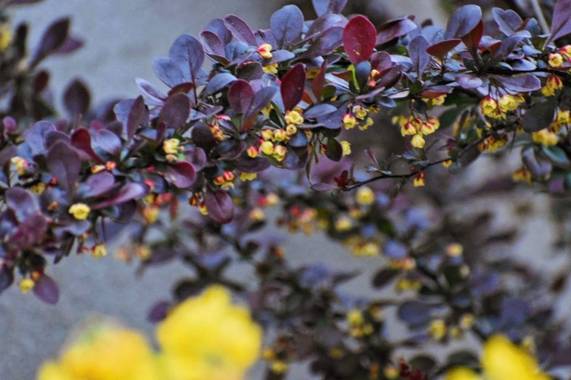 Belenhernandezg en Hamelin: Flora  (Soto del Real), Berberis thunbergii, @spring
#flora21