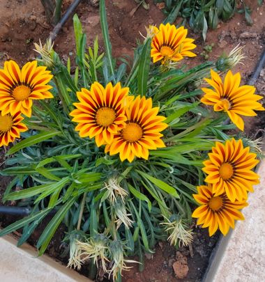 Solerantonio2 en Hamelin: Flora  (Almeria), Planta